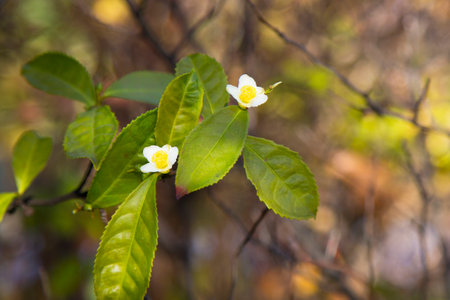 Tea leaf and white flower in tea plantation. Flower of tea on trunk. Beautiful and fresh white tea flower on a branchの写真素材