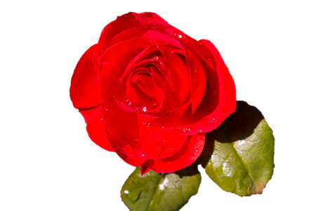 Red rose petals with raindrops close-up. Red Rose on a branch in the gardenの写真素材