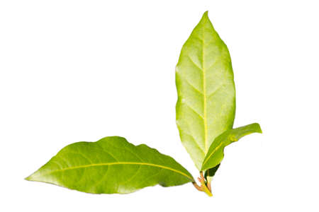 Green Bay leaf on a white background isolate, spices ingredients the background, the young leaves of the Laurel tree, early springの写真素材