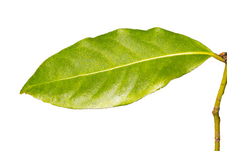Green Bay leaf on a white background isolate, spices ingredients the background, the young leaves of the Laurel tree, early springの写真素材