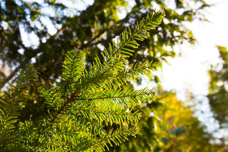 Yew tree. Taxus baccata.の写真素材