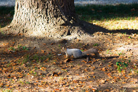 Gray squirrel, Sciurus carolinensis on the ground near a tree. Small fluffy forest rodent among the cones, springの写真素材