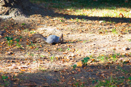 Gray squirrel, Sciurus carolinensis on the ground near a tree. Small fluffy forest rodent among the cones, springの写真素材