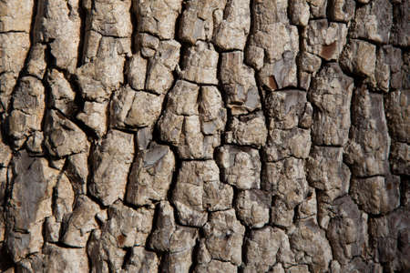 Wooden background. American persimmon tree or Diospyros virginiana.Horizontal shot.の写真素材