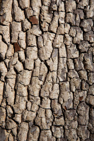 Old tree bark texture. Wood background. American persimmon tree or Diospyros virginiana. Vertical shot.の写真素材