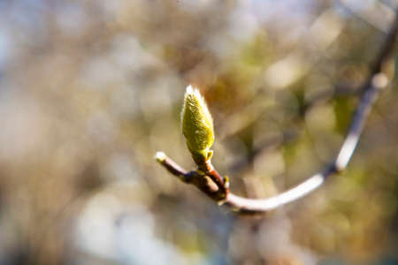 Magnolia bud with blurred background, early spring, February, March. Green fluffy bud, bud on a tree branchの写真素材