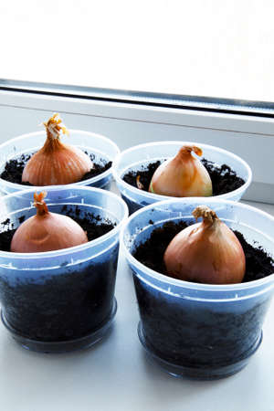 a garden of young onion on a window sill.Growing onions on the windowsill. Fresh green onions at home Indoor gardening growing spring onions in flower pot on window sill.の写真素材