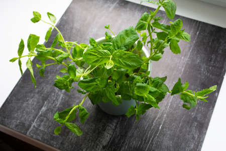 Planting greens in a pot from the store in the pot. Melissa officinalis. Useful and tasty mint...