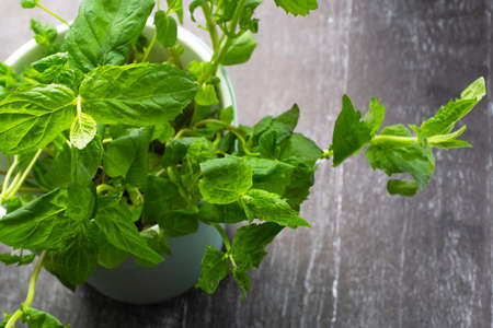 Planting greens in a pot from the store in the pot. Melissa officinalis. Useful and tasty mint plants, healthy nutritionの写真素材