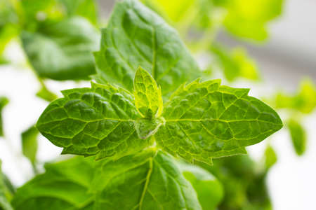Planting greens in a pot from the store in the pot. Melissa officinalis in female hands. Useful and tasty mint plants on the windowsill, healthy nutrition.の写真素材