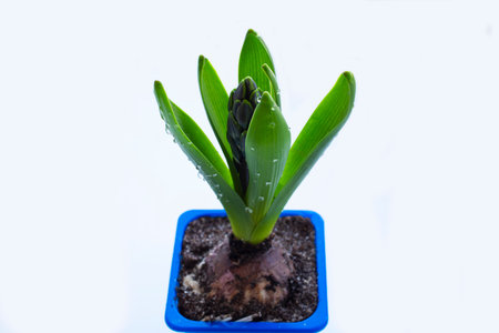 hyacinth buds on a white background in raindrops as a garden and home decoration, flowers in blue cups, seedlings, isolate, springの写真素材