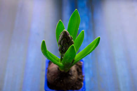 hyacinth buds in raindrops as garden and home decoration, flowers on wooden table with blue cups, seedlingsの写真素材