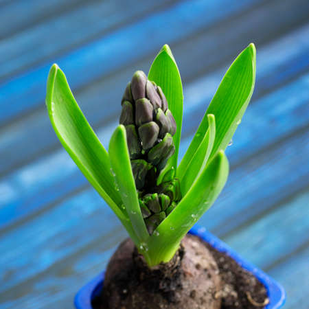 hyacinth buds in raindrops as garden and home decoration, flowers on wooden table with blue cups, seedlingsの写真素材
