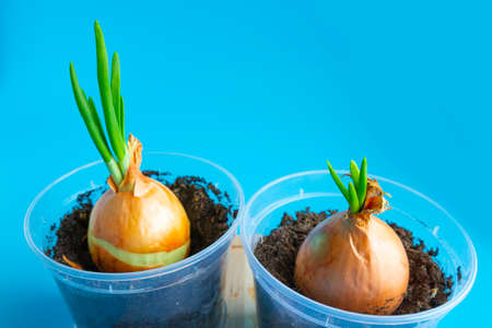 Growing green onions at home, Young onion sprouts in flower pots on a blue background, seedlingsの写真素材