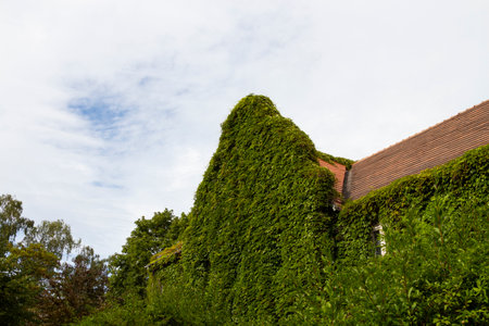 Facade of old house with green thicket of loach on wall with windowの写真素材