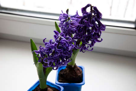 Beautiful blue hyacinth flowers blossom in white pot on window sills, Hyacinthus on the wooden with blurred background behind the glass, Fragrant flowering plants in the family, Home decoration.の写真素材