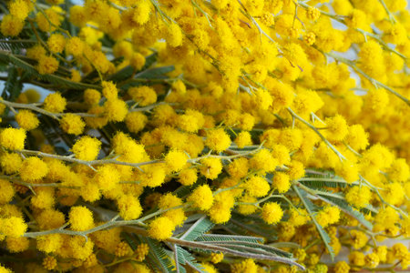 A branch of mimosa with bunches of fluffy delicate flowers. Yellow mimosa tree background. The concept of spring holidays and flower decoration.の写真素材