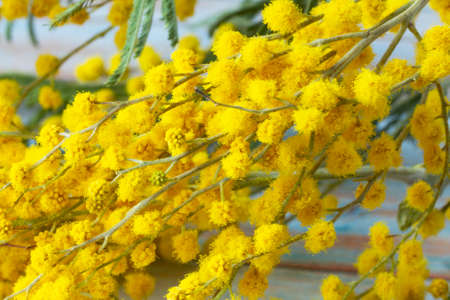 A branch of mimosa with bunches of fluffy delicate flowers. Yellow mimosa tree background. The concept of spring holidays and flower decoration.の写真素材
