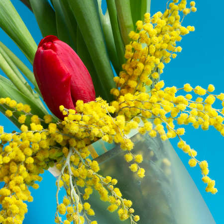 Red and yellow tulips and yellow mimosa on a blue background. Spring flowers for March 8の写真素材