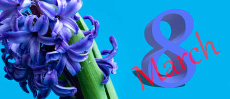 Hyacinth common or Dutch hyacinth flowers on a soft blue background. The concept of hello spring....