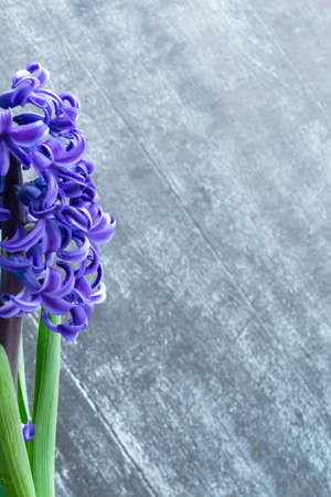 Hyacinth common or Dutch hyacinth flowers on a dark wooden background . The concept of hello spring....