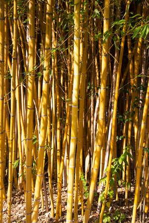The beauty of the Golden bamboo With golden stems and green leaves. Popular to decorate the garden because it is a golden bamboo And beautiful yellow Look more unusual than the typical bamboo.の写真素材