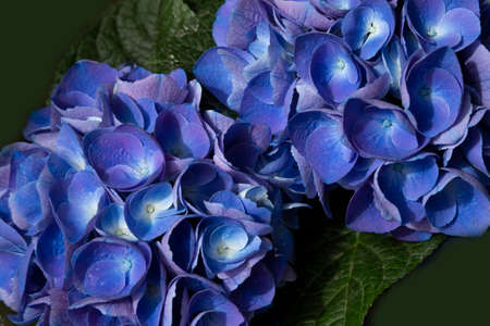 Blue hydrangea flower Hydrangea macrophylla in the garden, summer background