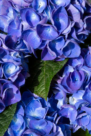 Blue hydrangea flower Hydrangea macrophylla in the garden, summer background