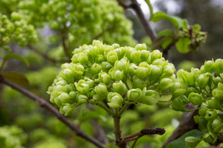 Viburnum Alleghany leaves and flower buds - Latin name - Viburnum x rhytidophylloides Alleghany green buds on a green background, springの写真素材