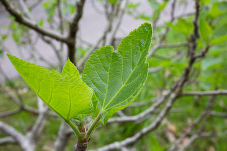 Nature of green leaf in garden at summer. Natural green leaves plants using as spring background...