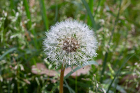 Dandelion seeds among the grass in the meadow in the morning sunlight, natural backgroundの写真素材