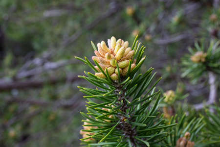 Young pine cone on a branch close-up spring, the concept of a new lifeの写真素材
