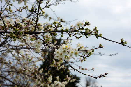 Cherry flowers background white small flowers on a branch in the gardenの写真素材