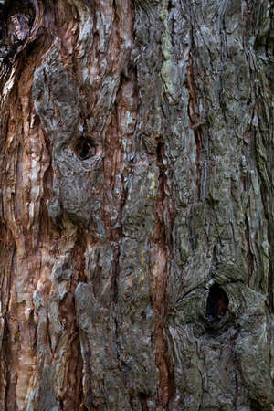pine trunk, close-up, wooden brown background, softwood bark