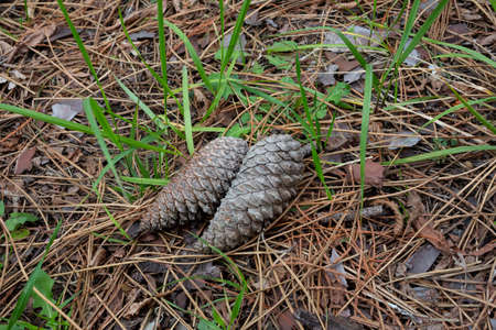 Pine cone macro view. Pine cone close up. Pine cone in forest. two pine cones lie on the ground in the forestの写真素材