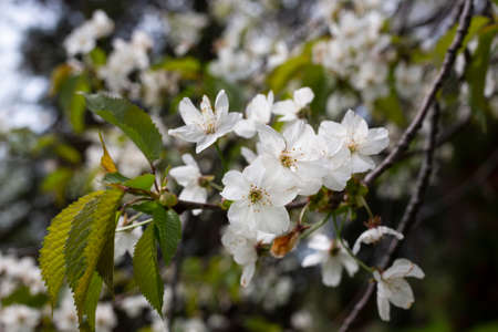 Cherry flowers background white small flowers on a branch in the gardenの写真素材