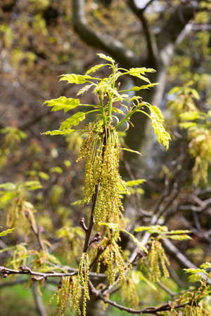 Quercus acutissima in spring oak blossom, small hanging flowers on a branch, floral backgroundの写真素材