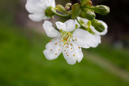 Cherry flowers background white small flowers on a branch in the gardenの写真素材