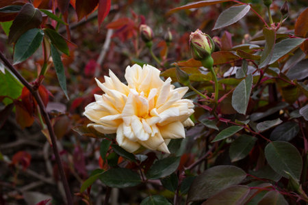 orange pink and peach-colored roses Ninetta Honeybun. Rose of a delicate shade in the garden on a bushの写真素材