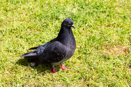 Stock Dove Columba oenas foraging in the grass of a bright green lawnの写真素材