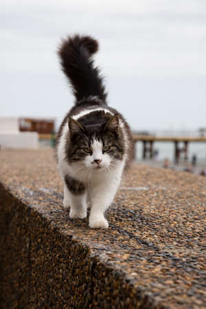 Beautiful fluffy Gray-white cat walking on the street on a summer day. The cat walks along the embankment, raising its tail and looking at the camera.の写真素材
