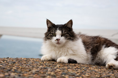 gray cat sits on a stone close-up against the background of a blurred sea shoreの写真素材