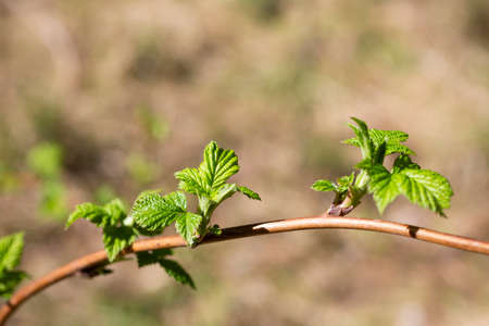 Young green foliage of delicious raspberries, shrub in the garden springの写真素材