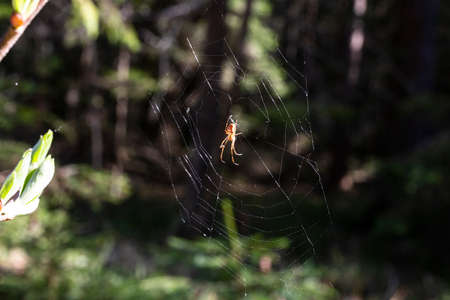 The spider climbs on the web against the background of a green forest, summerの写真素材