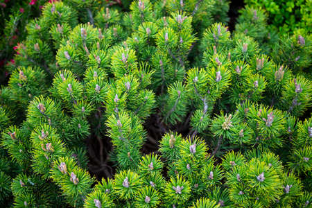 evergreen pine branches background, natural coniferous tree backgroundの写真素材