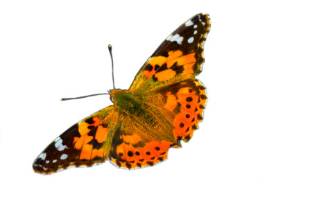 Close-up of a painted butterfly Lady Vanessa map and. orange-black day butterfly isolated on a white backgroundの写真素材