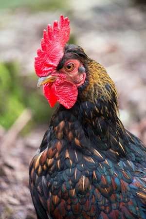 Portrait of Beautiful Rooster on nature background close-up