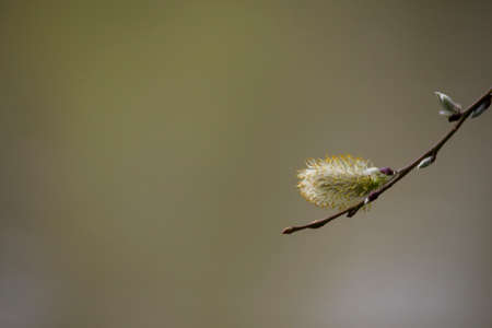 Salix caprea goat willow, also known as the pussy willow or great sallow is a common species of willow native to Europe. Willow Salix caprea branches with buds blossoming in early spring. Space for textの写真素材