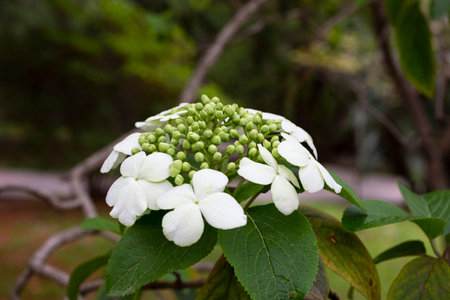 Viburnum flowering bush Vib rnum pulus close-up of small white viburnum flowers on a tree branch,...
