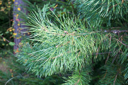 Closeup photo of green needle pine tree on the right side of picture. Small pine cones at the end of branches. Blurred pine needles in backgroundの写真素材